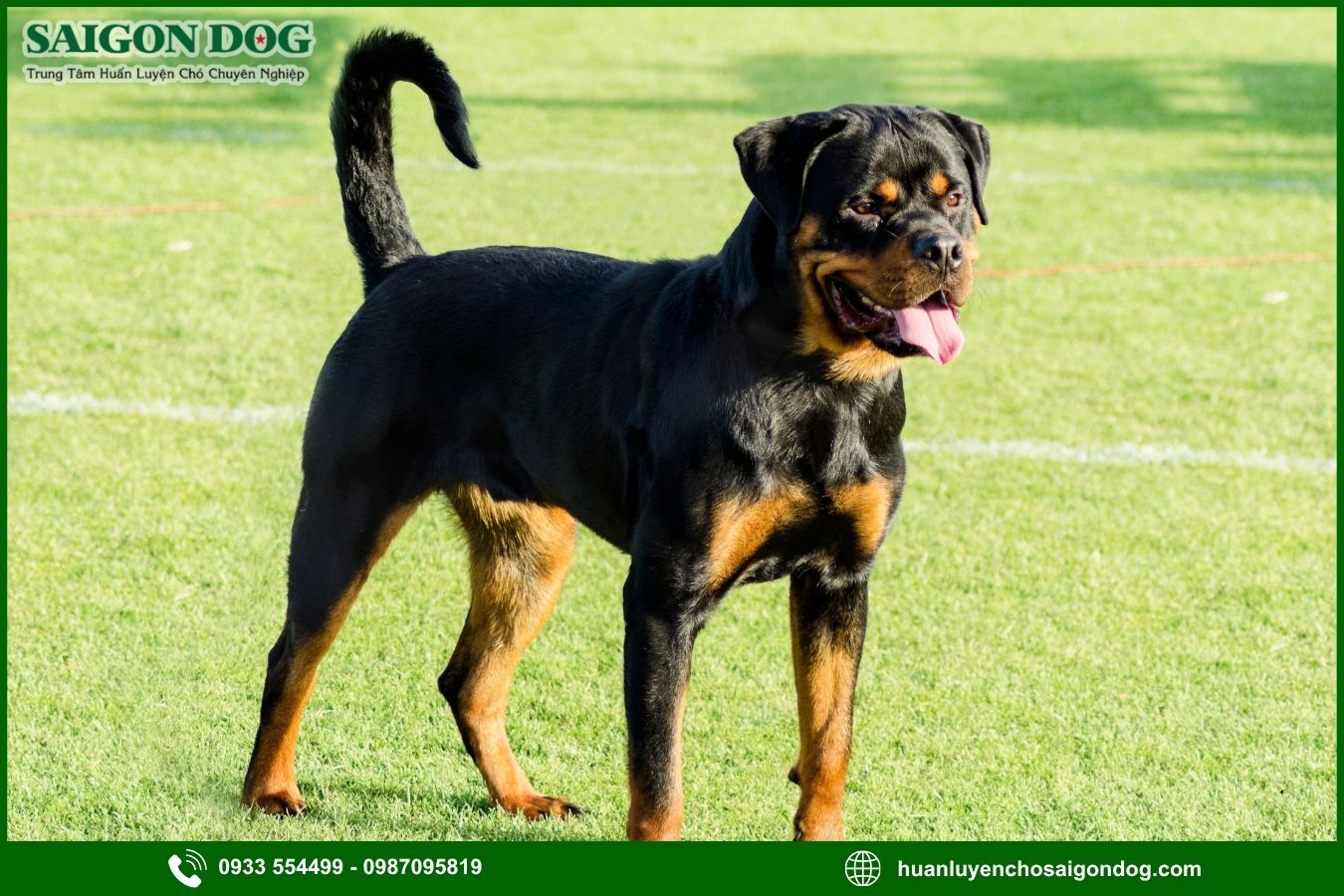 Các bài huấn luyện chó Rottweiler cơ bản tại nhà