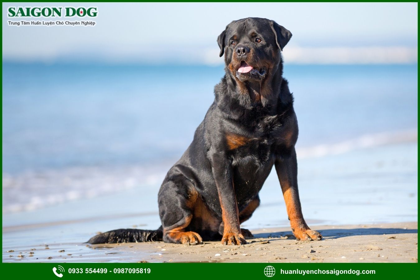Các bài huấn luyện chó Rottweiler cơ bản tại nhà