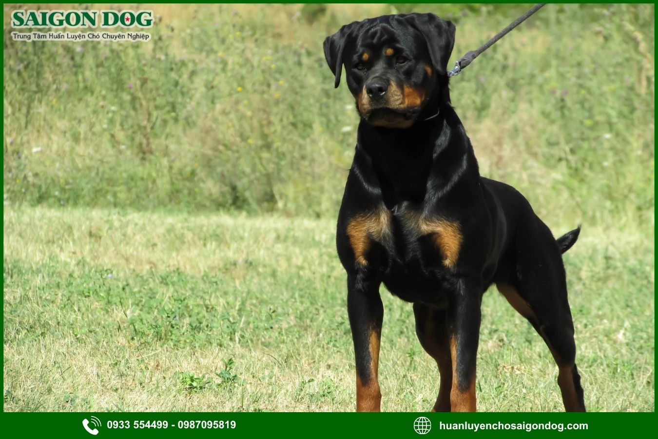 Các bài huấn luyện chó Rottweiler cơ bản tại nhà