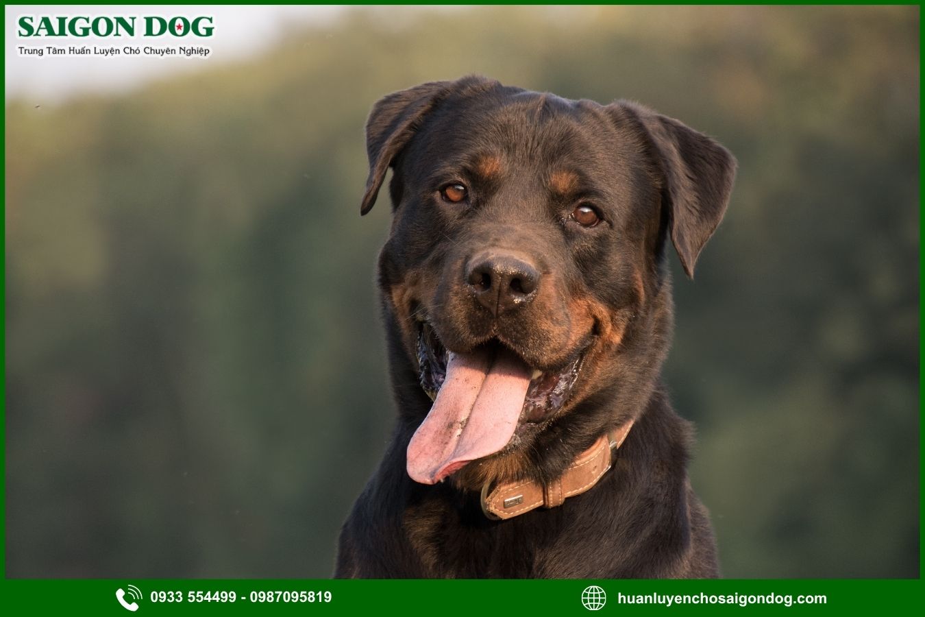 Các bài huấn luyện chó Rottweiler nâng cao