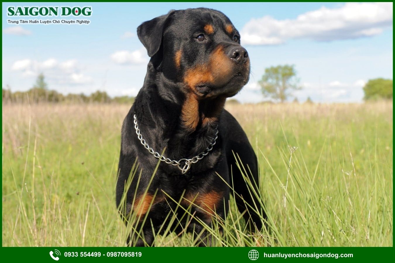 Các bài huấn luyện chó Rottweiler nâng cao
