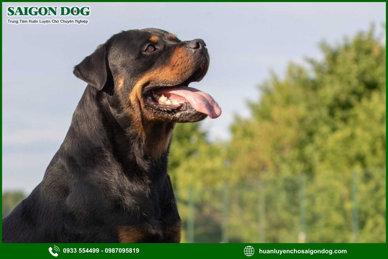 Các bài huấn luyện chó Rottweiler nâng cao