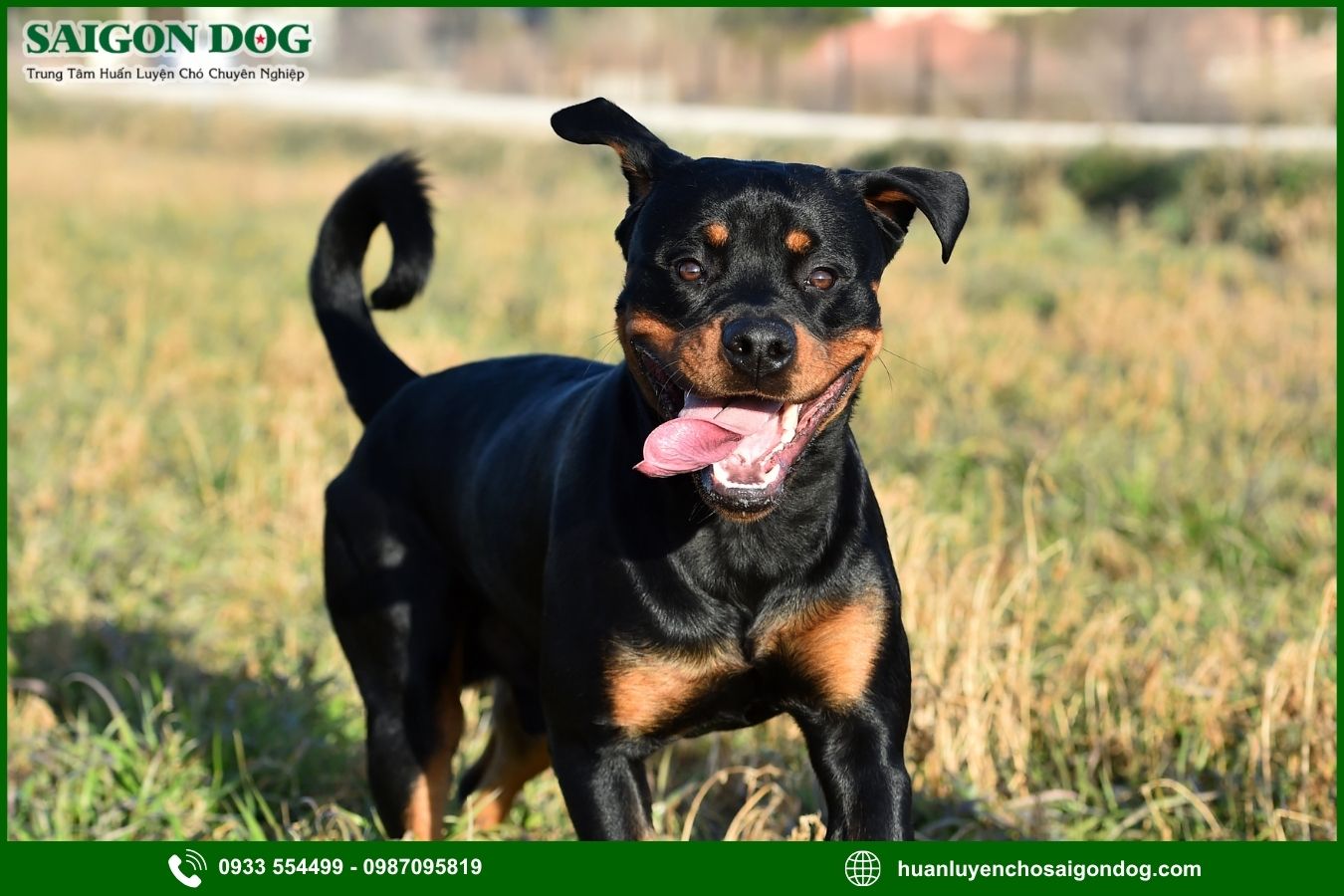 Các bài huấn luyện chó Rottweiler nâng cao