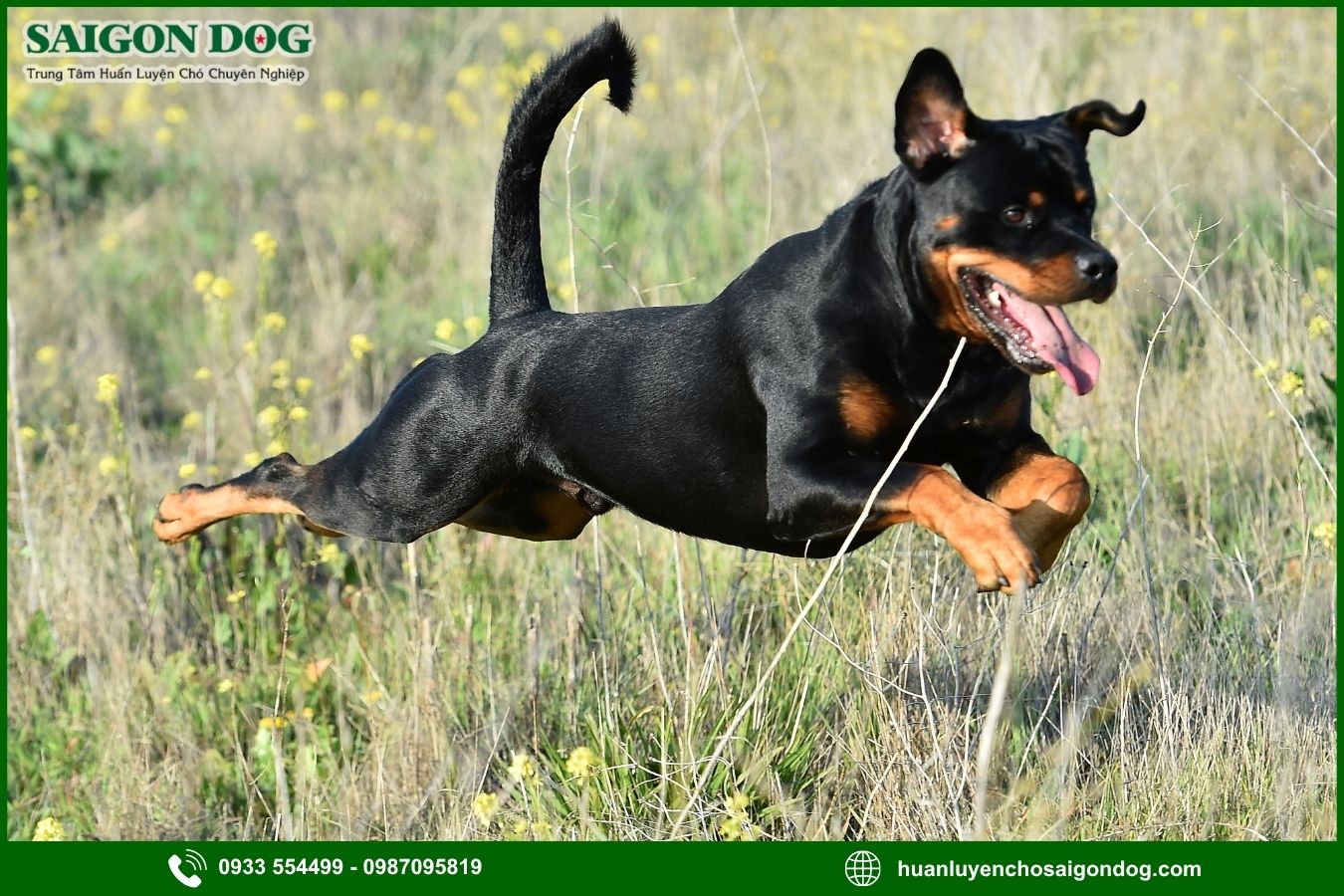 Các bài huấn luyện chó Rottweiler nâng cao