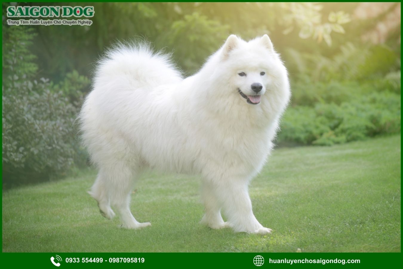 Các bài huấn luyện chó Samoyed cơ bản tại nhà
