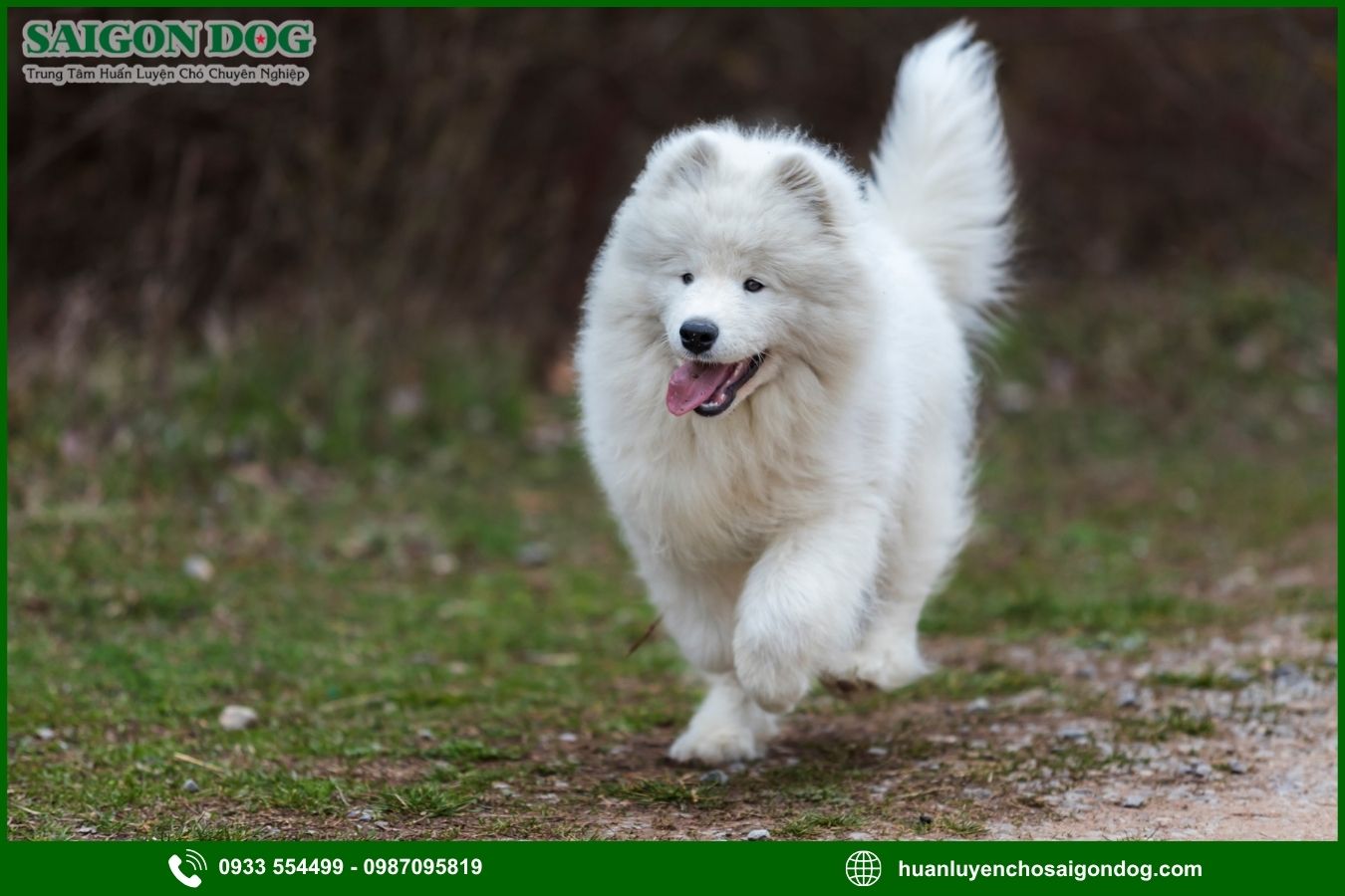 Các bài huấn luyện chó Samoyed cơ bản tại nhà