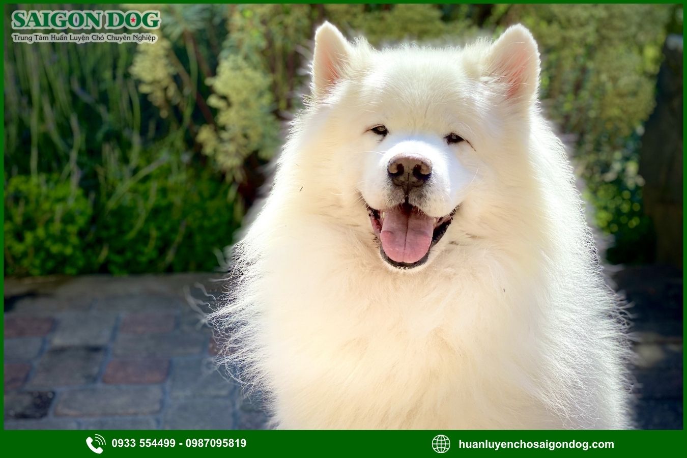 Các bài huấn luyện chó Samoyed cơ bản tại nhà