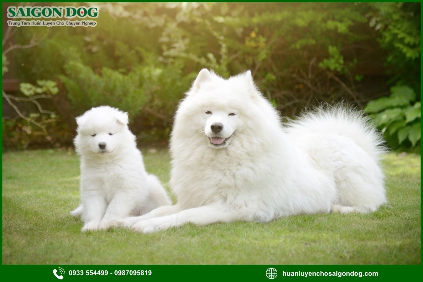 Các bài huấn luyện chó Samoyed cơ bản tại nhà