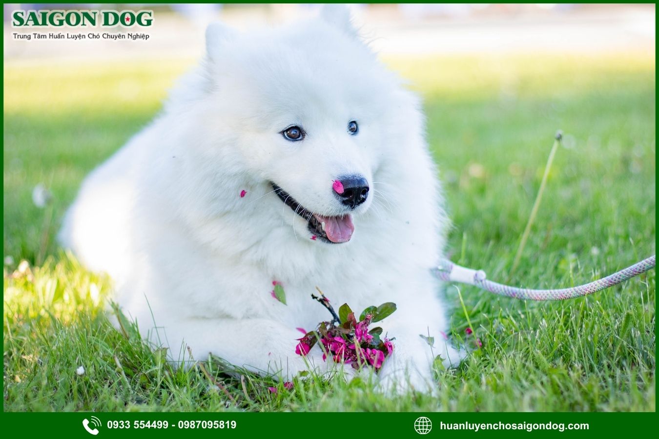 Các bài huấn luyện chó Samoyed cơ bản tại nhà