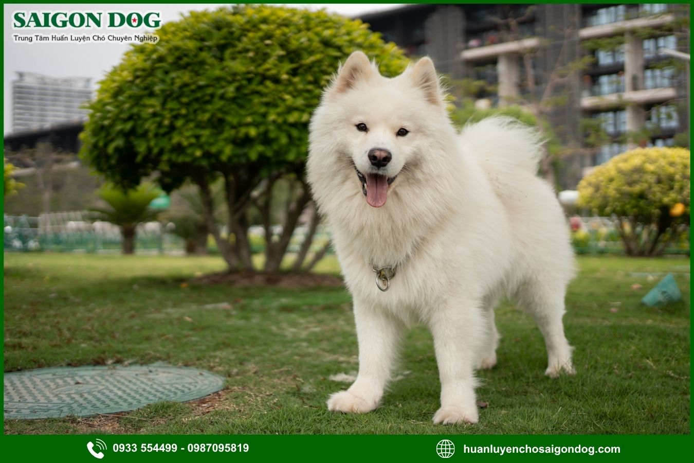 Các bài huấn luyện chó Samoyed nâng cao