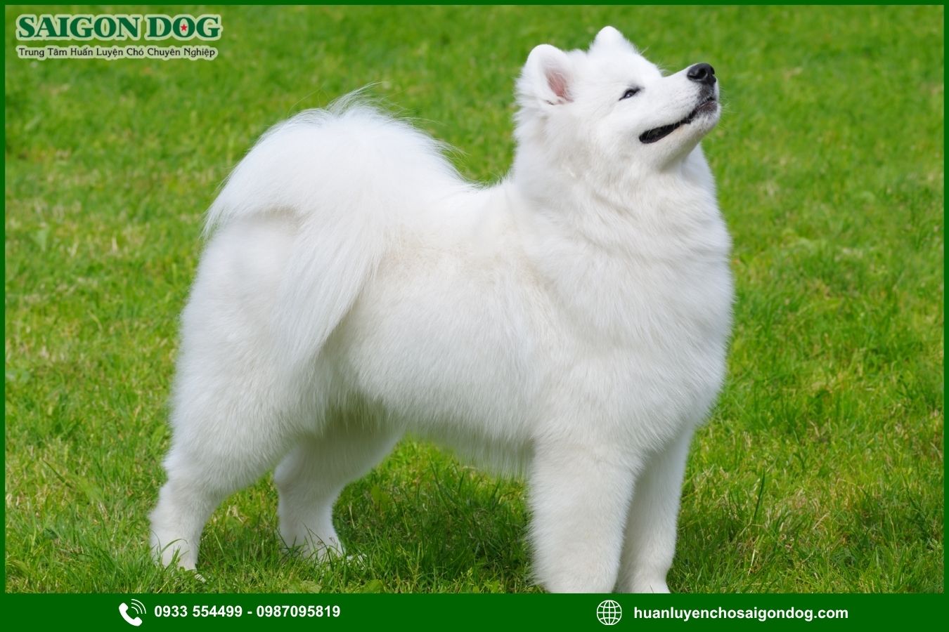 Các bài huấn luyện chó Samoyed nâng cao
