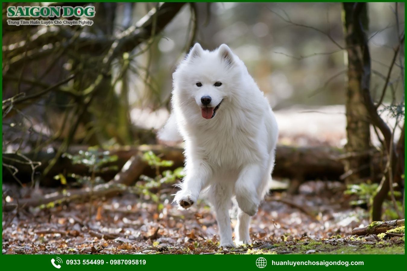Các bài huấn luyện chó Samoyed nâng cao