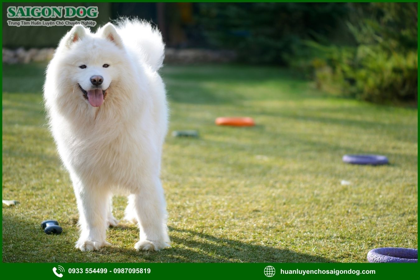 Các bài huấn luyện chó Samoyed nâng cao