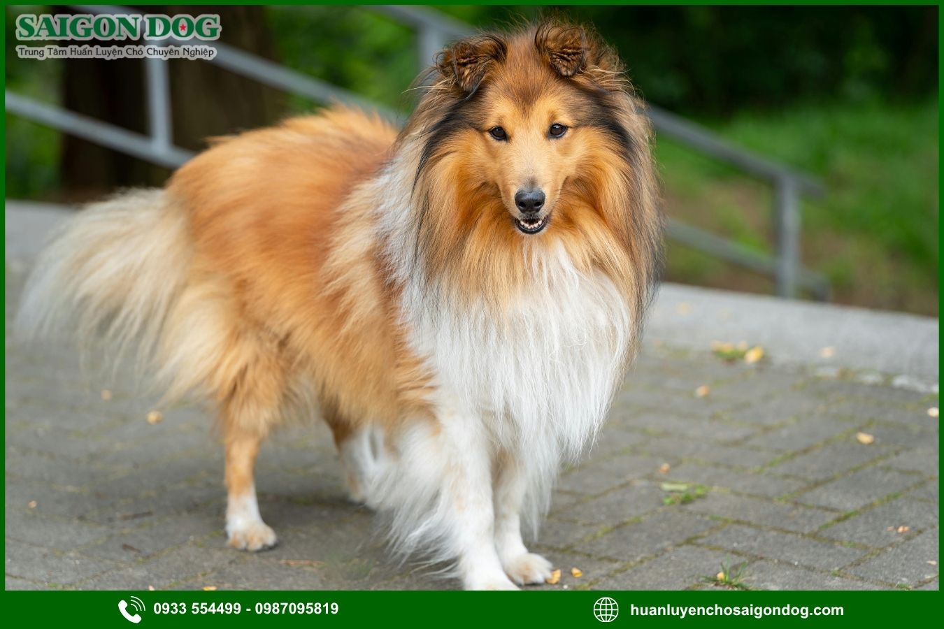 Các bài huấn luyện chó Shetland cơ bản tại nhà