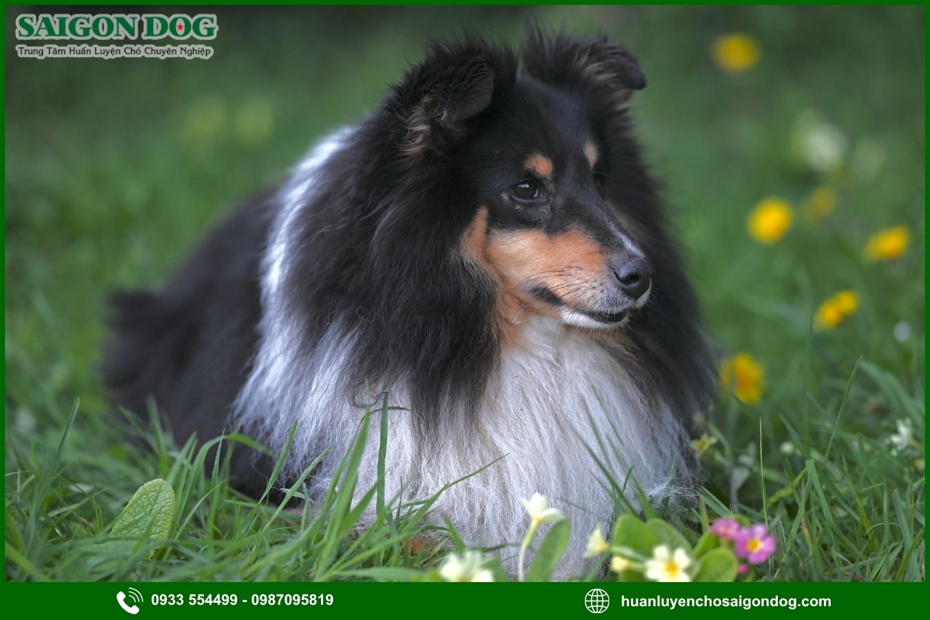Các bài huấn luyện chó Shetland cơ bản tại nhà