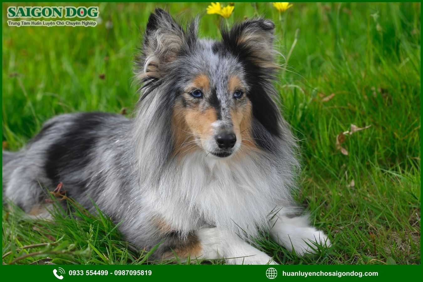 Các bài huấn luyện chó Shetland nâng cao