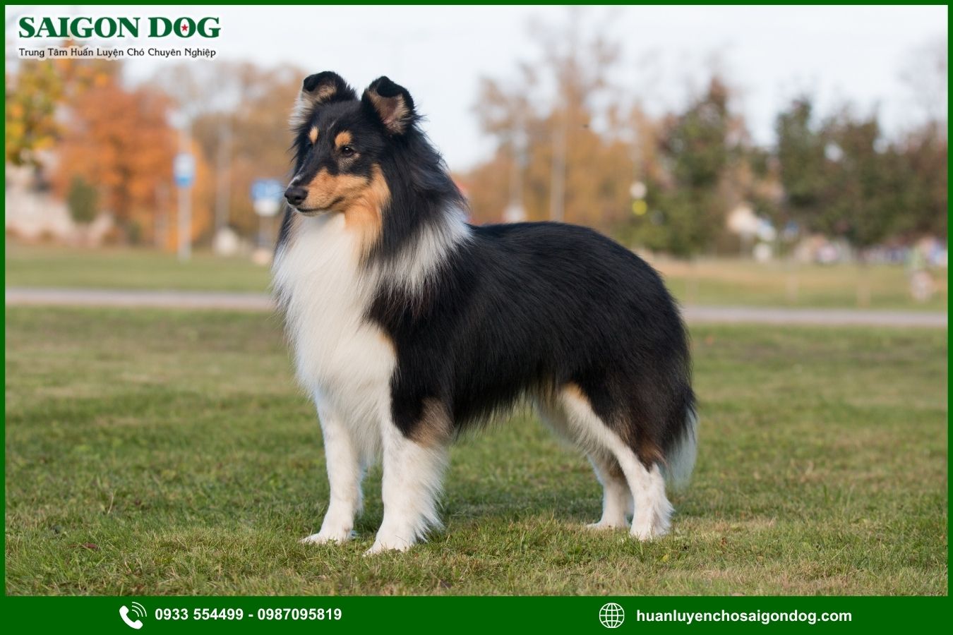 Các bài huấn luyện chó Shetland nâng cao
