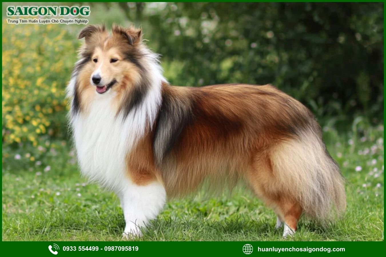 Các bài huấn luyện chó Shetland nâng cao