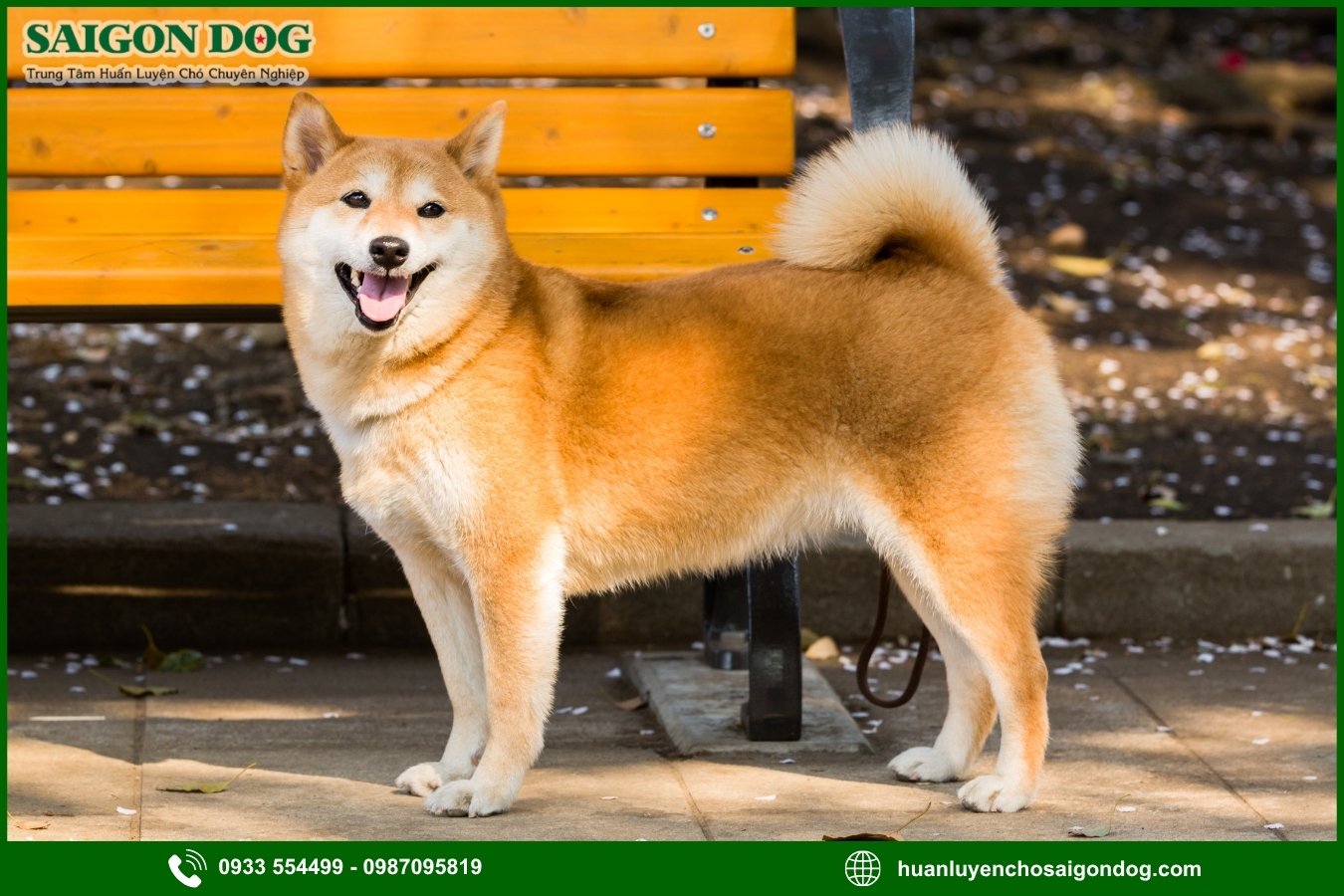 Các bài huấn luyện chó Shiba cơ bản tại nhà
