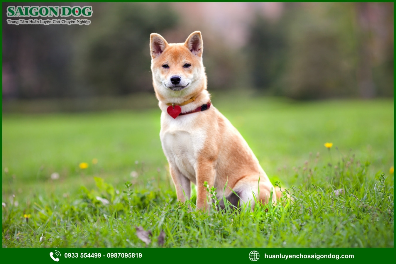 Các bài huấn luyện chó Shiba cơ bản tại nhà