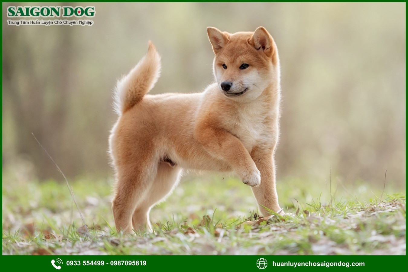 Các bài huấn luyện chó Shiba cơ bản tại nhà