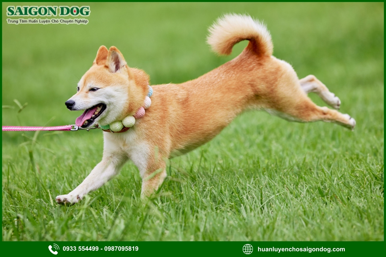 Các bài huấn luyện chó Shiba cơ bản tại nhà