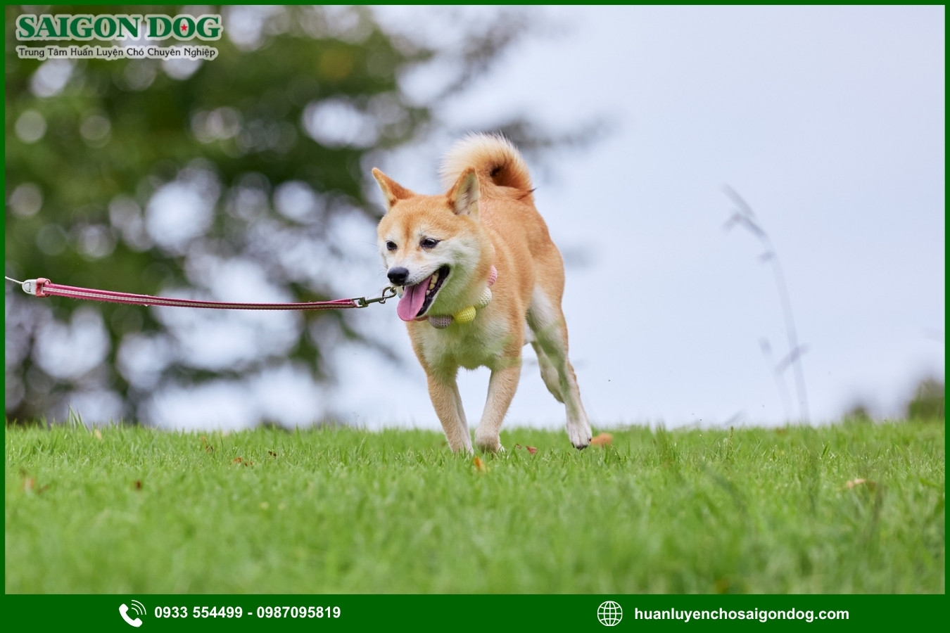 Các bài huấn luyện chó Shiba cơ bản tại nhà