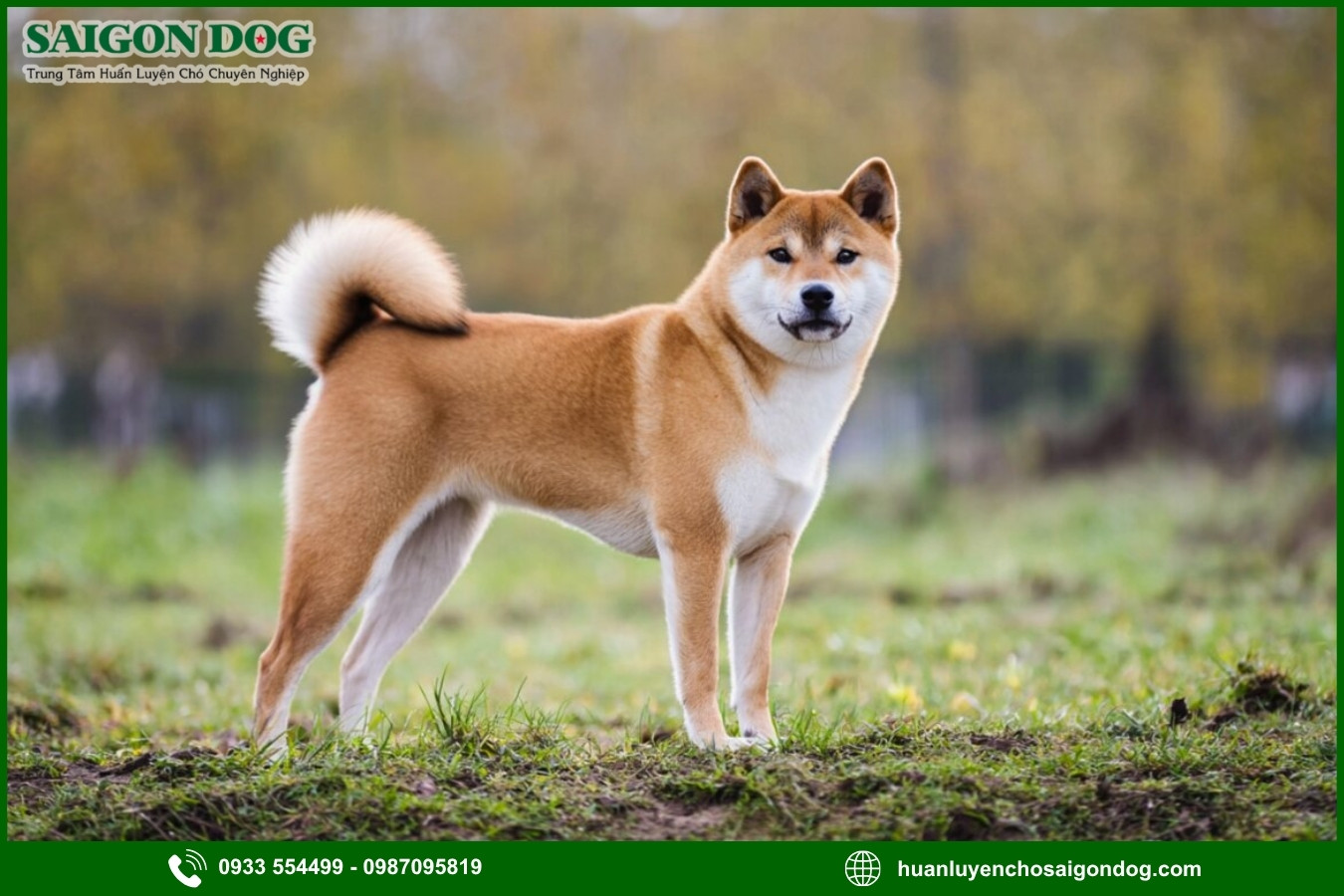 Các bài huấn luyện chó Shiba nâng cao