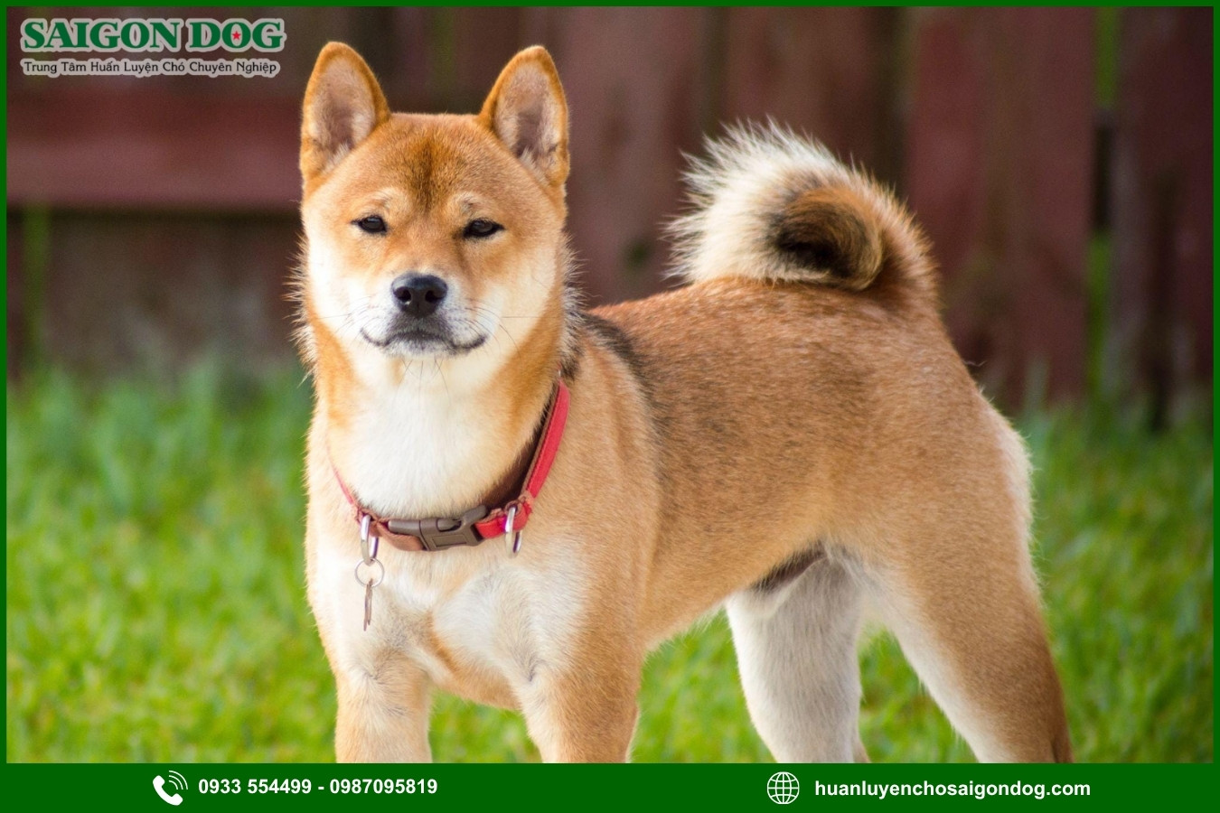 Các bài huấn luyện chó Shiba nâng cao