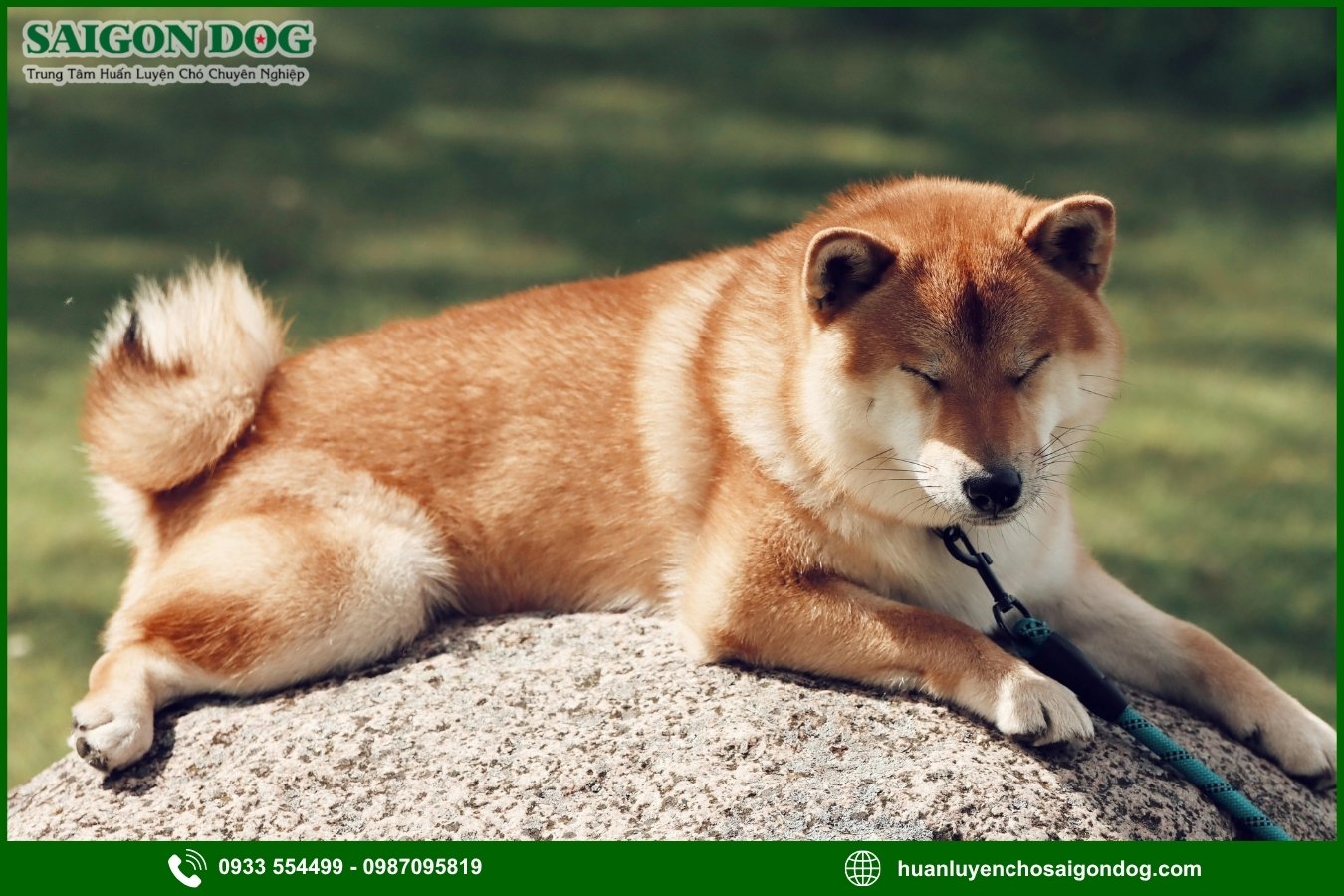 Các bài huấn luyện chó Shiba nâng cao