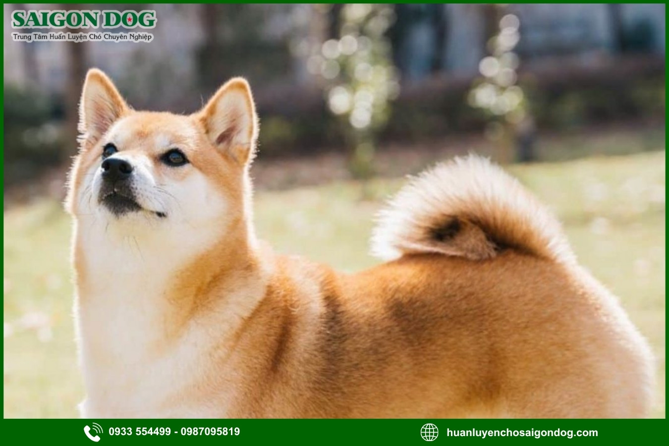 Các bài huấn luyện chó Shiba nâng cao