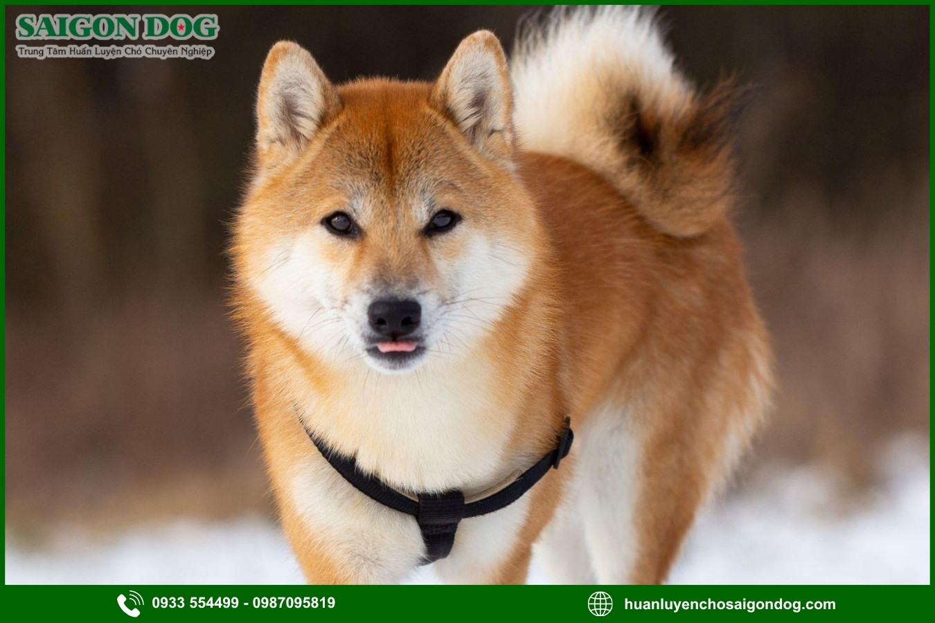 Các bài huấn luyện chó Shiba nâng cao
