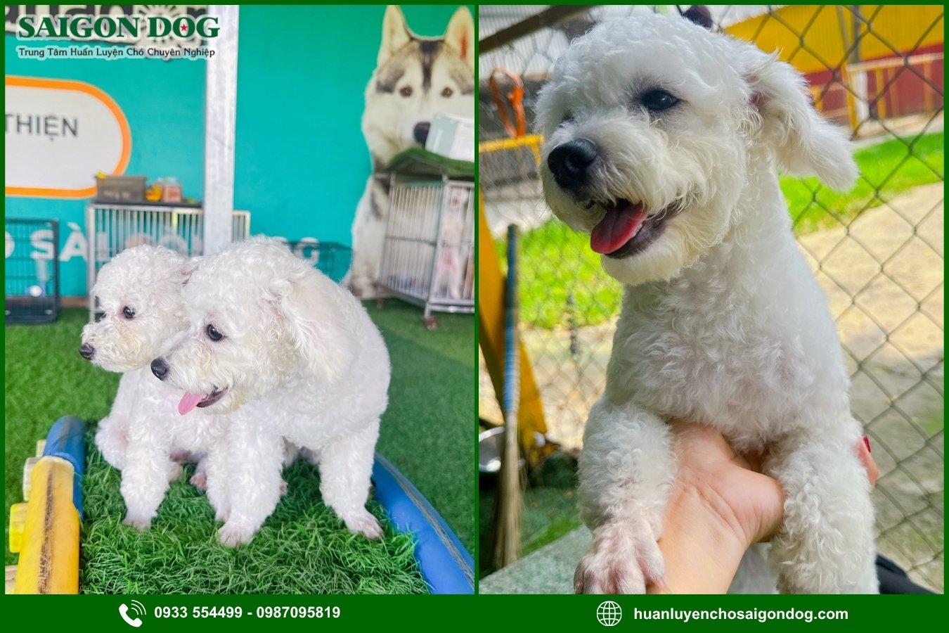 Các dịch vụ chăm sóc chó tại Sài Gòn Dog