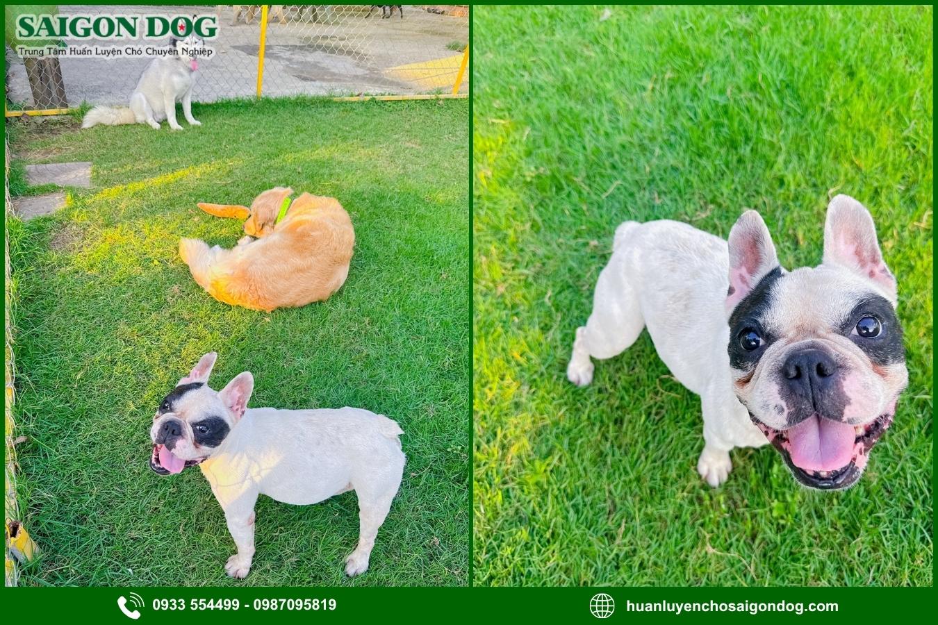 Các dịch vụ chăm sóc chó tại Sài Gòn Dog