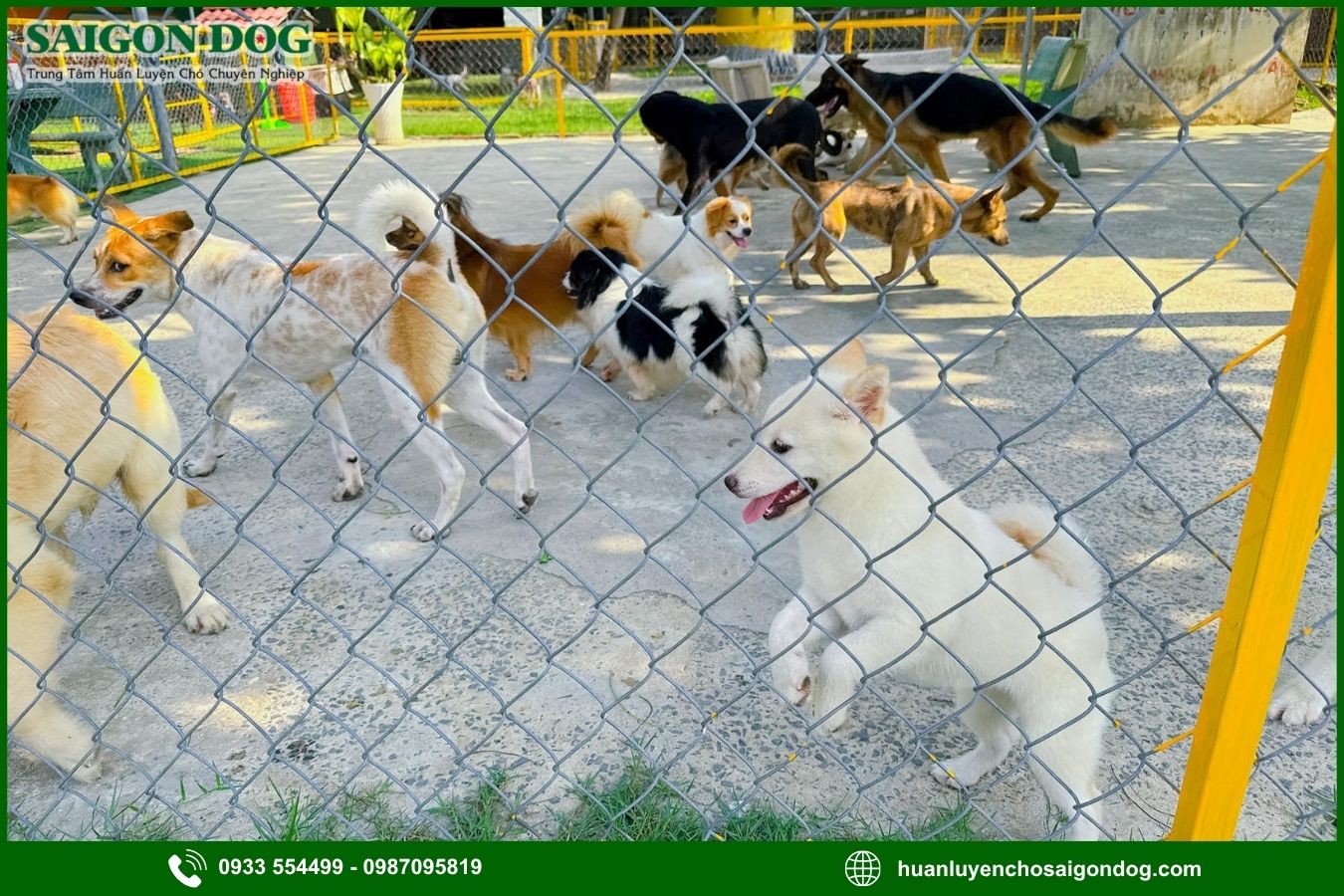 Các dịch vụ chăm sóc chó tại Sài Gòn Dog