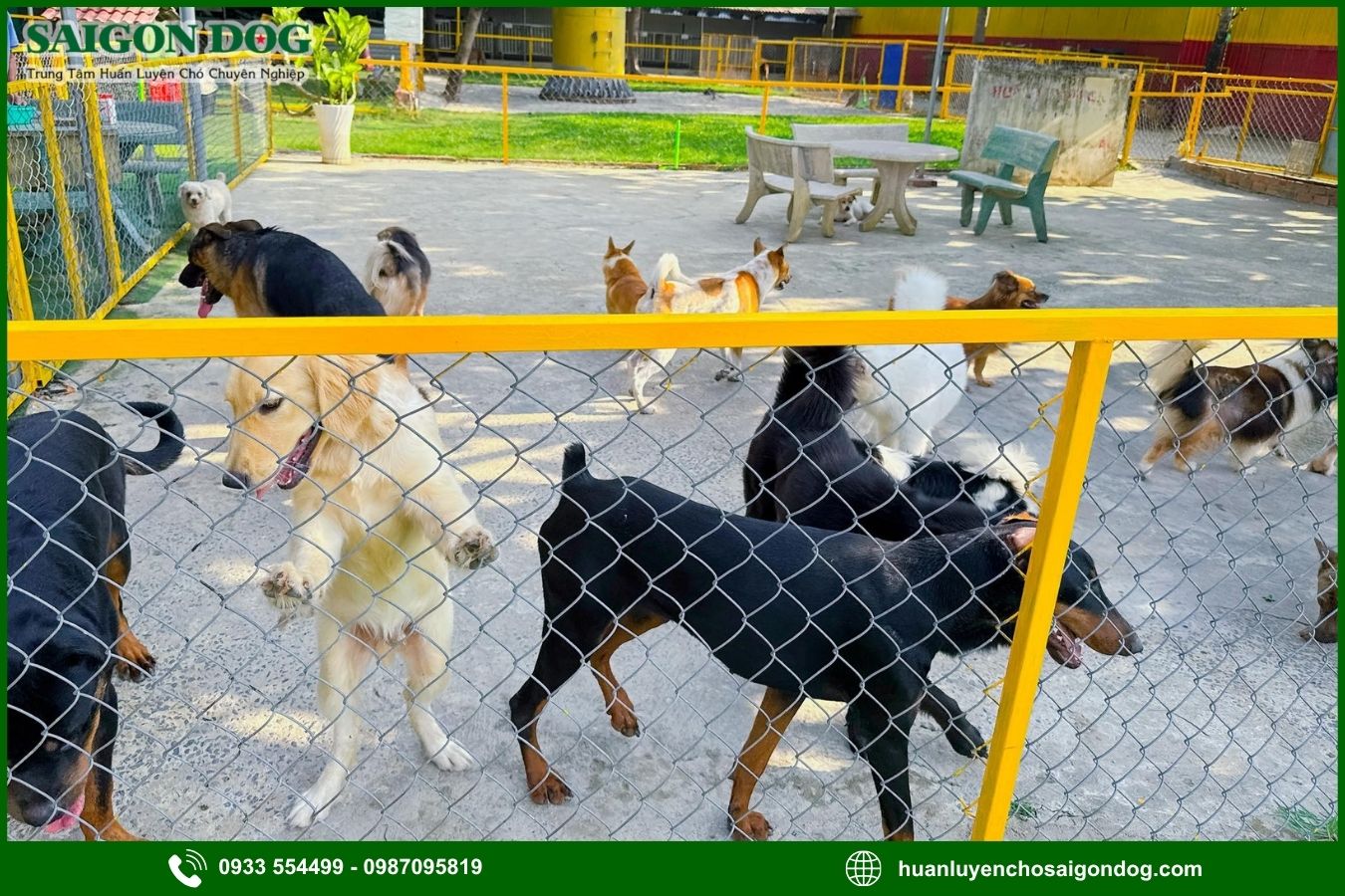 Các dịch vụ chăm sóc chó tại Sài Gòn Dog