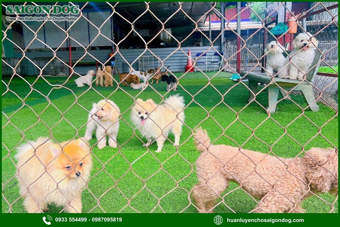 Các dịch vụ chăm sóc chó tại Sài Gòn Dog