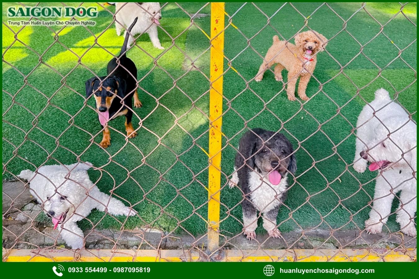 Các gói dịch vụ huấn luyện chó chuyên nghiệp tại Sài Gòn Dog