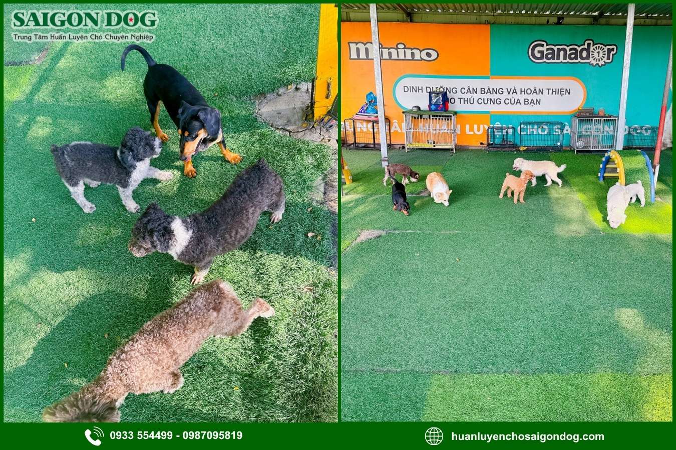 Các gói dịch vụ huấn luyện chó chuyên nghiệp tại Sài Gòn Dog