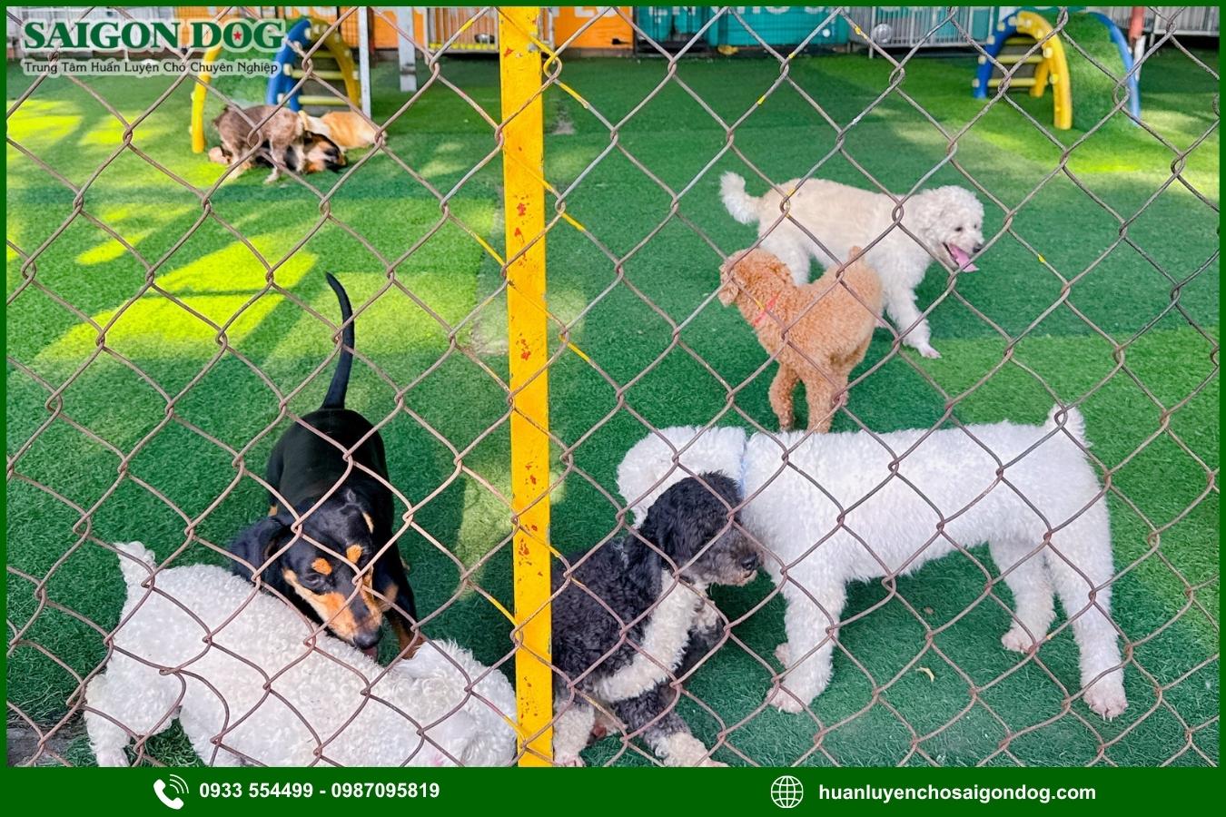 Các gói dịch vụ huấn luyện chó chuyên nghiệp tại Sài Gòn Dog
