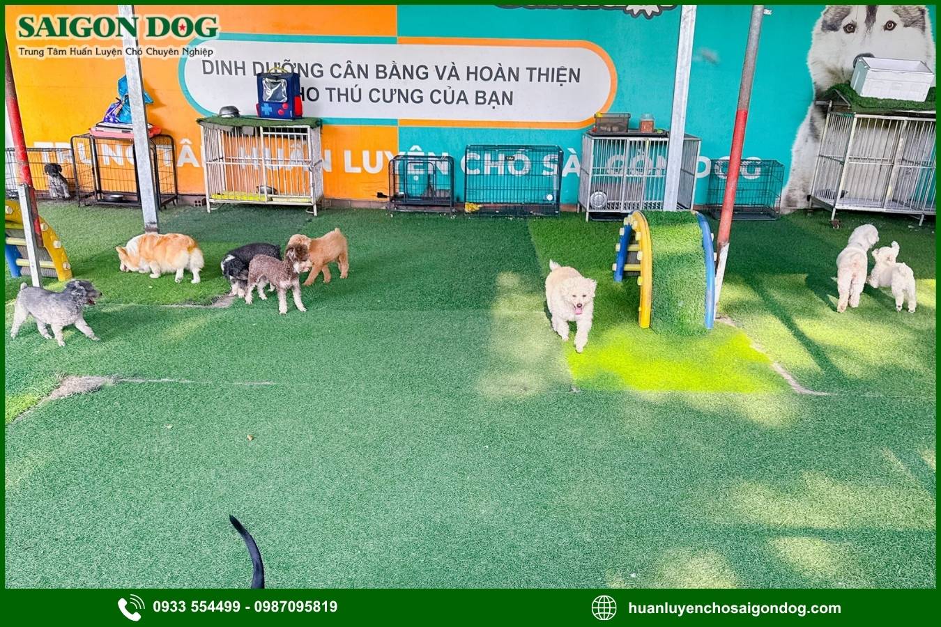 Các gói dịch vụ huấn luyện chó kiểng tại Sài Gòn Dog