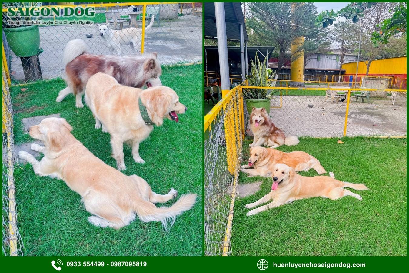 Các gói dịch vụ huấn luyện chó kiểng tại Sài Gòn Dog