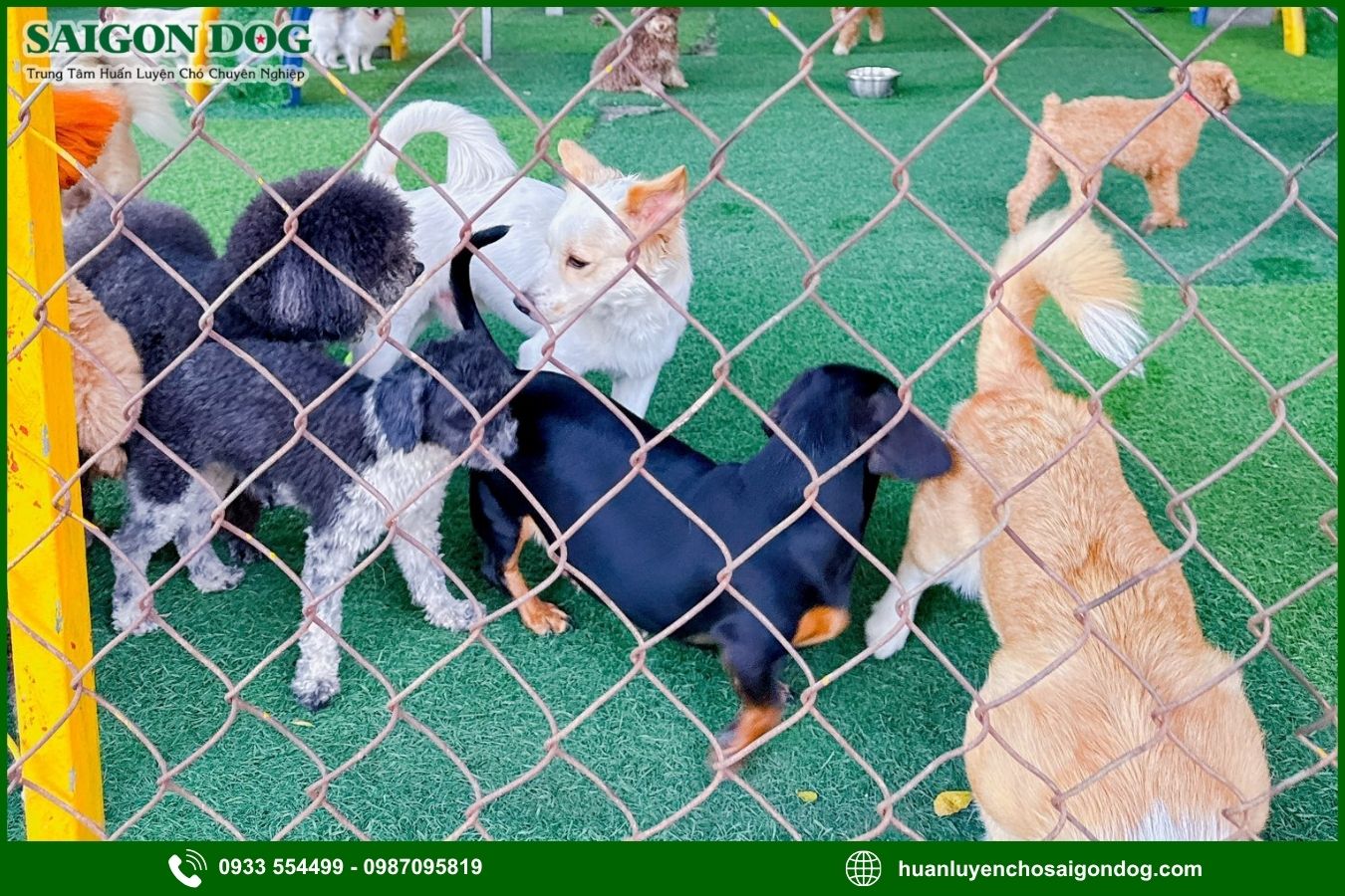 Các gói dịch vụ huấn luyện chó kiểng tại Sài Gòn Dog