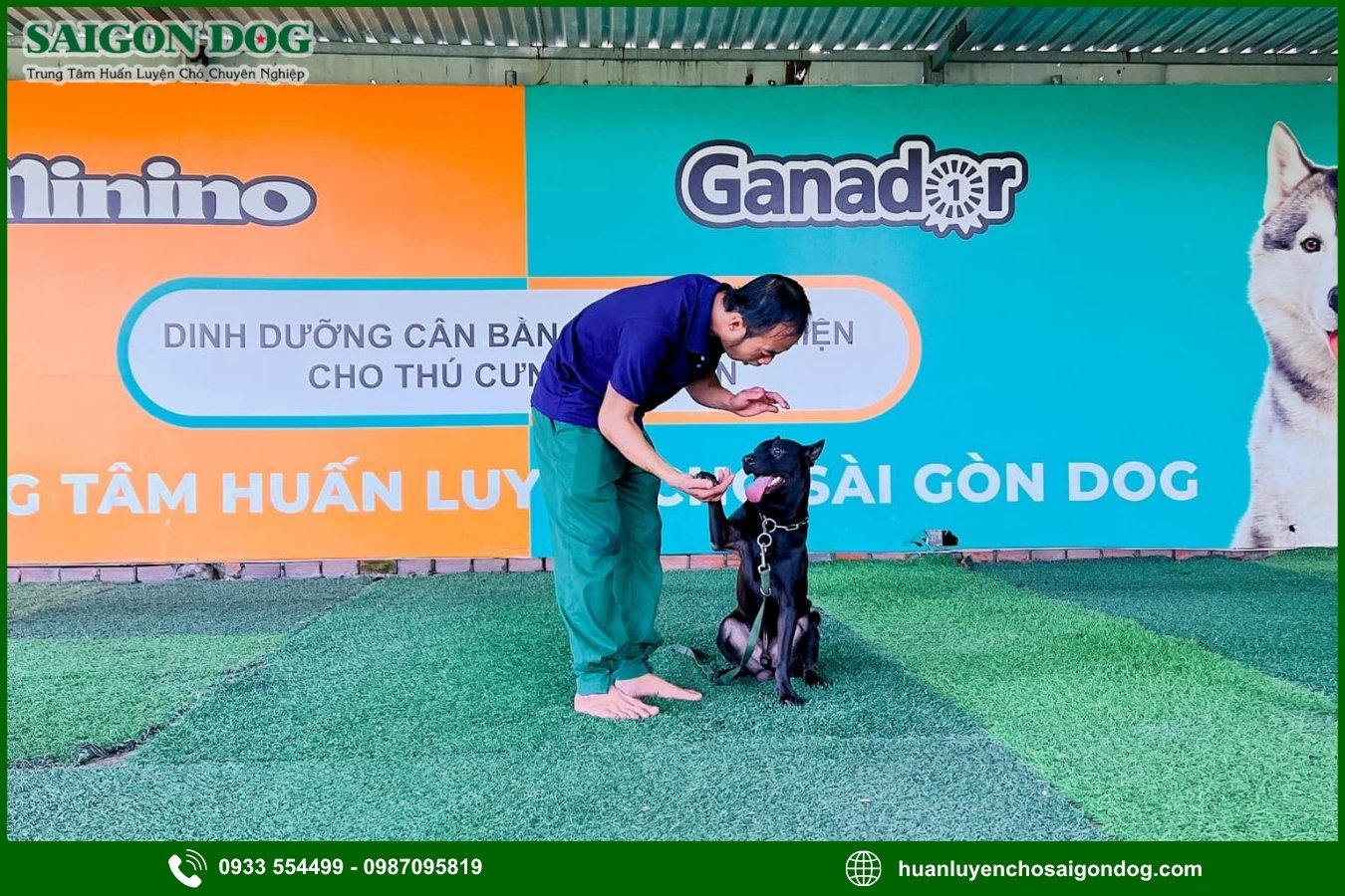 Các gói dịch vụ huấn luyện chó nghiệp vụ tại Sài Gòn Dog