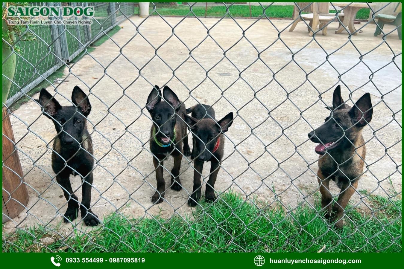 Các gói dịch vụ huấn luyện chó nghiệp vụ tại Sài Gòn Dog