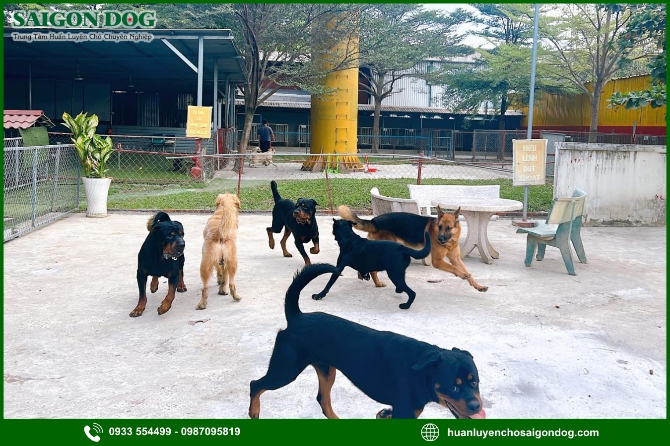 Các gói dịch vụ huấn luyện chó nghiệp vụ tại Sài Gòn Dog