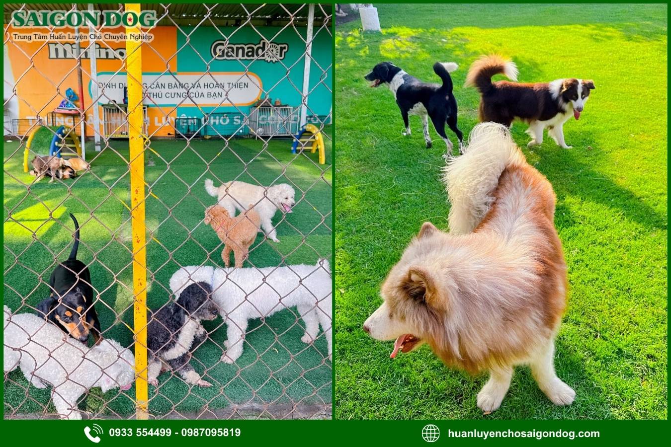 Các gói dịch vụ huấn luyện chó theo giống tại Sài Gòn Dog