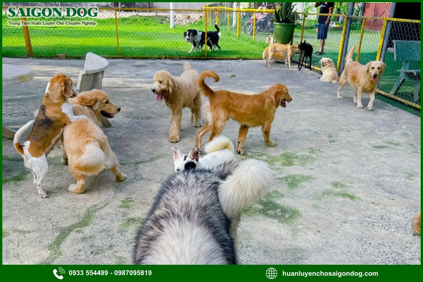 Các gói dịch vụ huấn luyện chó theo giống tại Sài Gòn Dog
