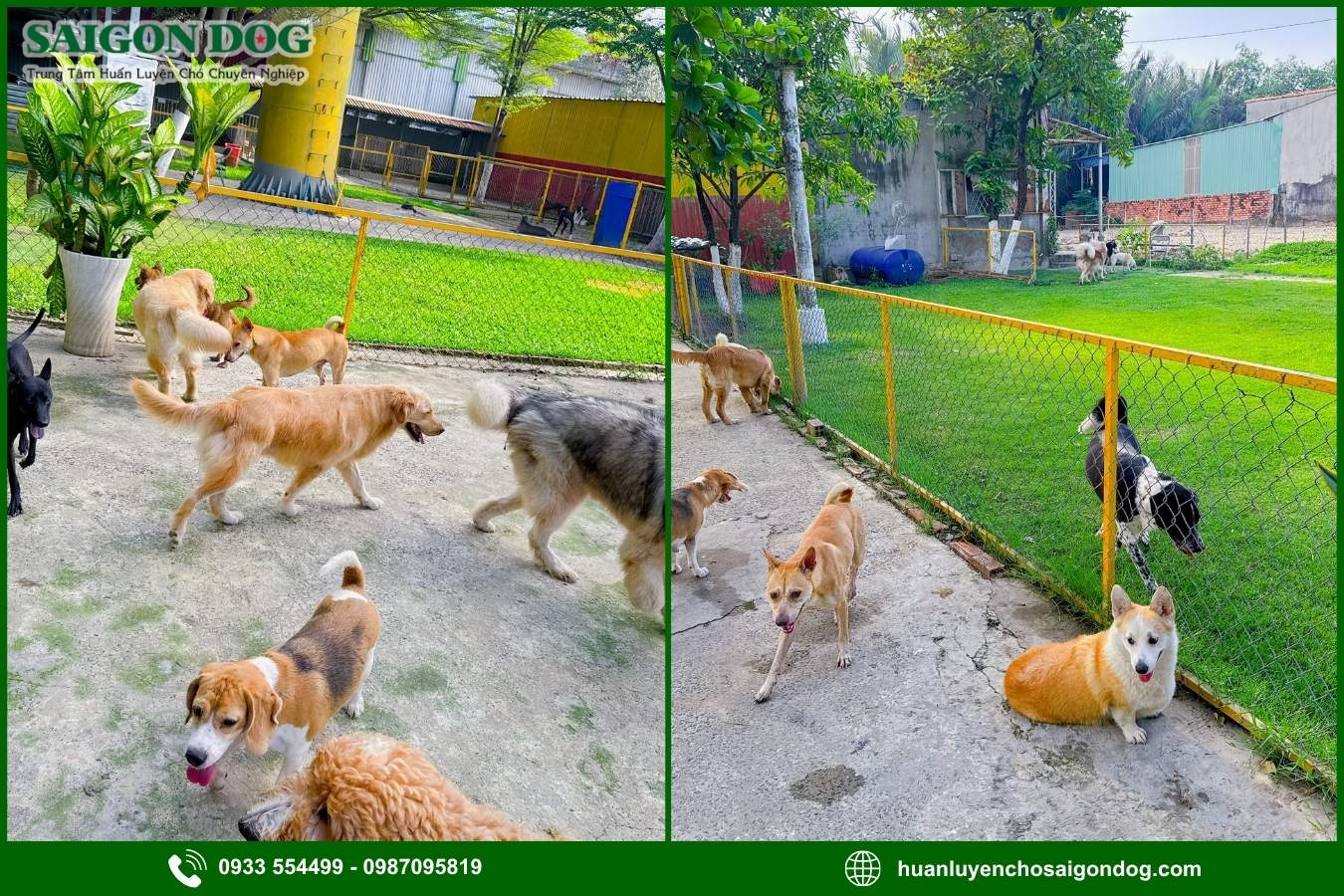 Các gói dịch vụ huấn luyện chó theo giống tại Sài Gòn Dog
