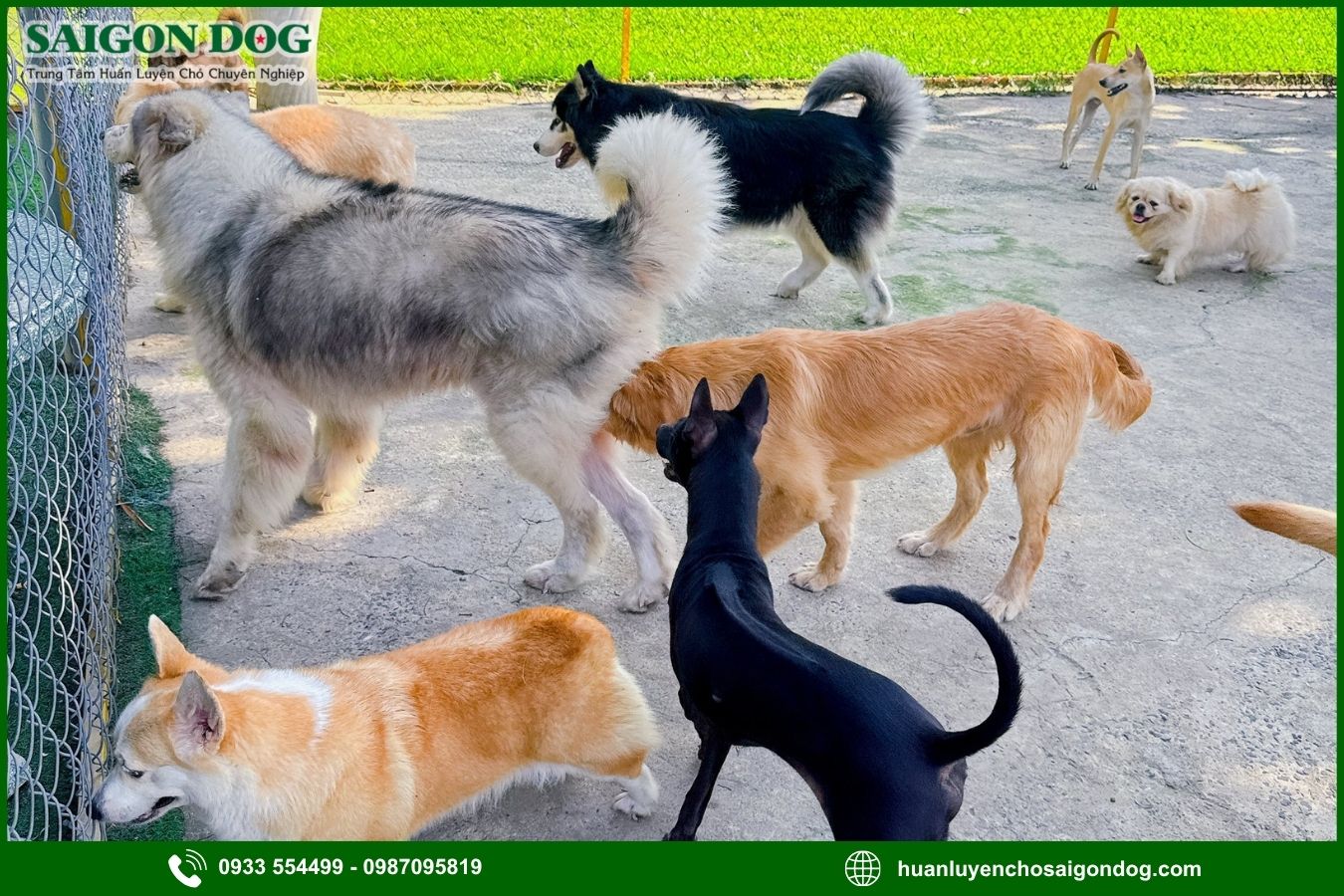 Các gói dịch vụ huấn luyện chó theo giống tại Sài Gòn Dog
